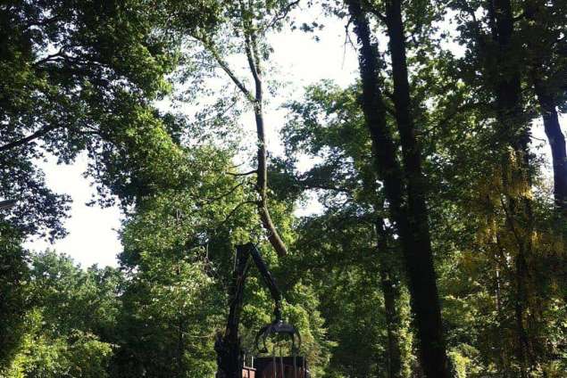 verwijderen van eiken bomen in de achtertuin in Vught